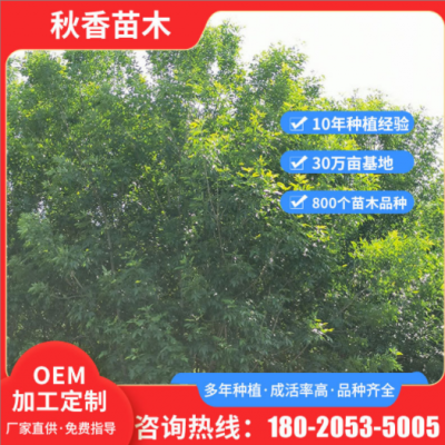 工程行道樹綠化大型樹苗 公園小區(qū)酒店叢生樸樹 定制市政道路樹苗