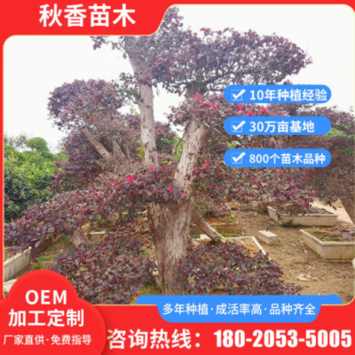 風(fēng)景區(qū)樹園林綠化樹 園林綠化工程紅花繼木 可定制庭院造型樹苗