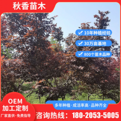 定制庭院小區(qū)道路紅楓樹苗 風景區(qū)綠化風景樹苗 庭院花園乘涼樹苗