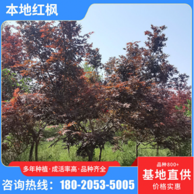 基地種植批發(fā)紅楓樹(shù) 落葉性園林植物紅楓樹(shù) 庭院小區(qū)道路紅楓樹(shù)苗