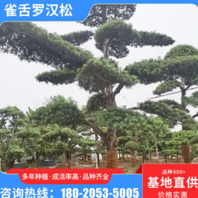 庭院盆景雀舌羅漢松 基地批發(fā)苗木綠化樹 風景園林別墅景觀羅漢松