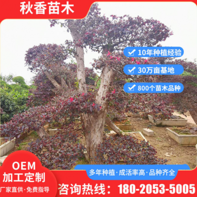 風(fēng)景區(qū)樹(shù)園林綠化樹(shù) 園林綠化工程紅花繼木 可定制庭院造型樹(shù)苗