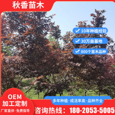 定制庭院小區(qū)道路紅楓樹苗 風景區(qū)綠化風景樹苗 庭院花園乘涼樹苗