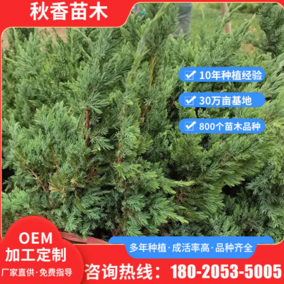 落葉性園林植物地柏苗 定制酒店庭院地柏苗 棚架墻體綠化地柏柏苗