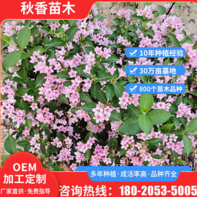 盆栽地栽綠化王子錦帶花 道路綠化景觀(guān)苗木 定制庭院別墅花卉樹(shù)苗