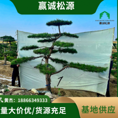 造型油松基地直供 規(guī)格齊全 公園綠化工程樹 高品質(zhì)景觀園林用樹