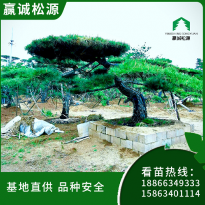 造型松大樹庭院公園風景樹行道工程園林綠化苗 造型黑松 工程樹