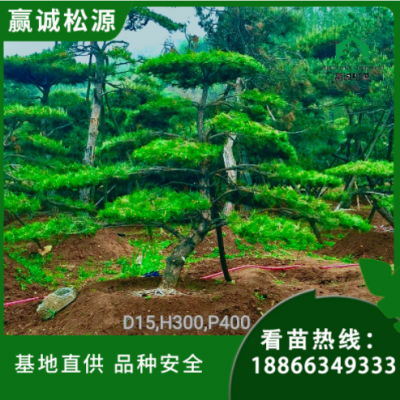 園林綠化造型松 公園設(shè)計庭院種植景觀樹廠家基地直供 圣誕裝飾