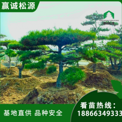 造型松基地直供 規(guī)格齊全 公園綠化工程樹(shù) 景觀園林用樹(shù) 庭院裝飾